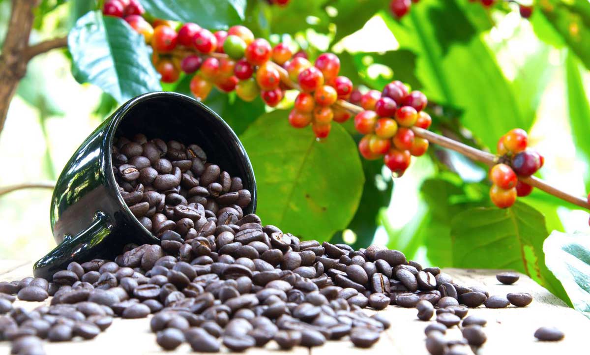 آشنایی با انواع درخت قهوه